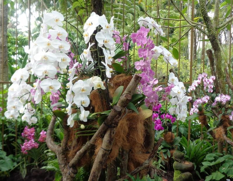7 Best Sights to Visit at National Orchid Gardens Singapore